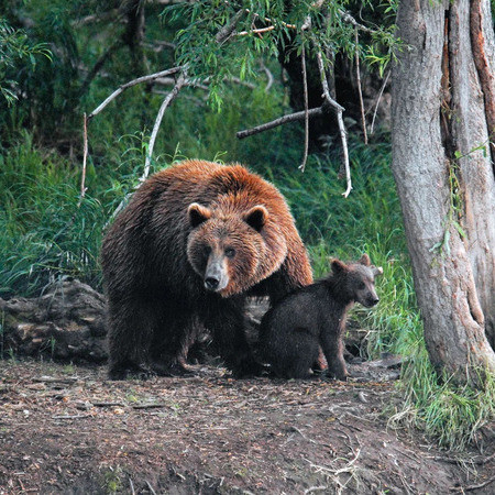 Wild Kamchatka